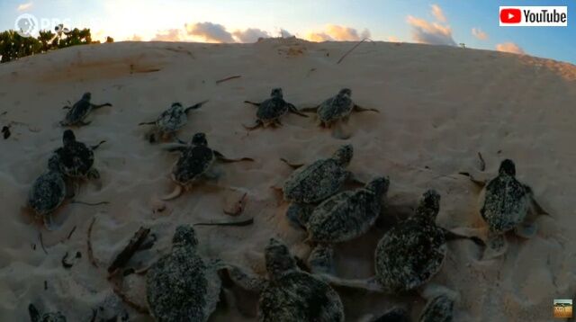 tinyturtles2_640