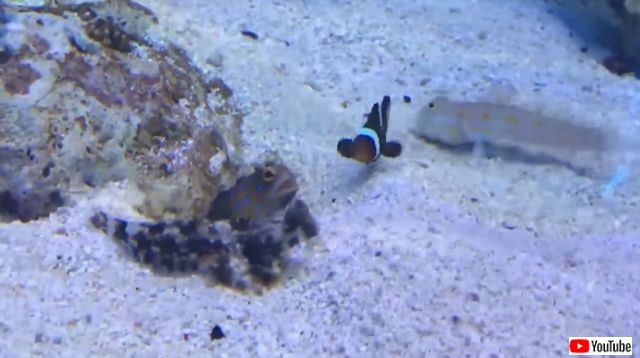 tropicalfishspittingsand1_640