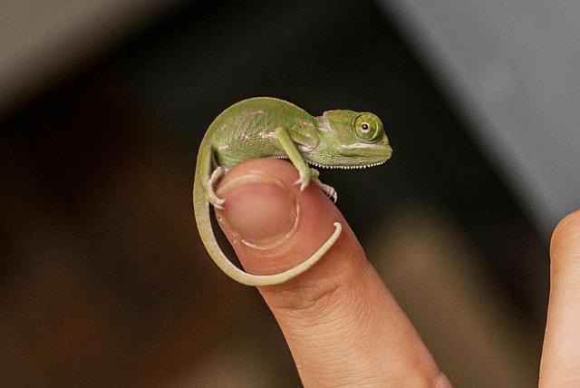 最高の動物画像 50 素晴らしいカメレオン 可愛い 最高の動物画像 50 素晴らしいカメレオン 可愛い