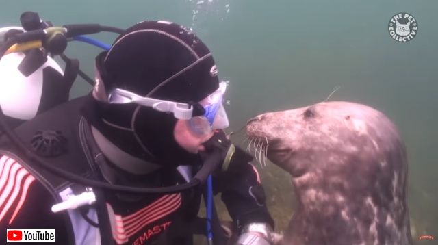 funnyseals4_batch