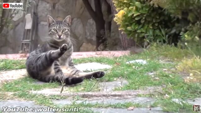 loudestmeow6_640