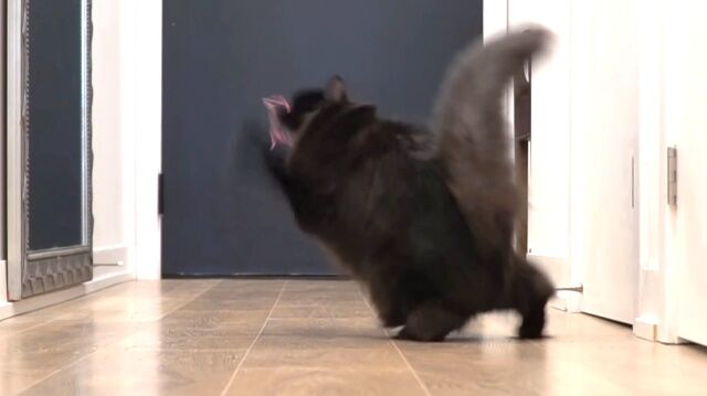 skatingcat3_640