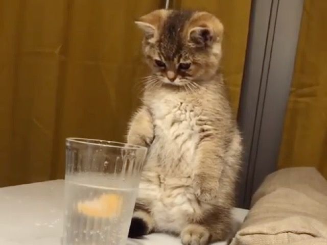 好奇心いっぱいの子猫が炭酸水に前足を入れてみた うっかり猫であることを忘れた 19年7月29日 Biglobeニュース