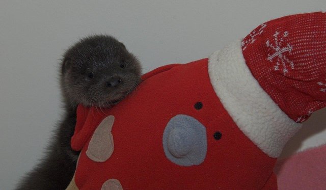 otter-5