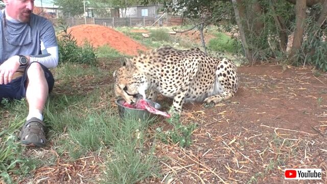 callingcheetah3_640