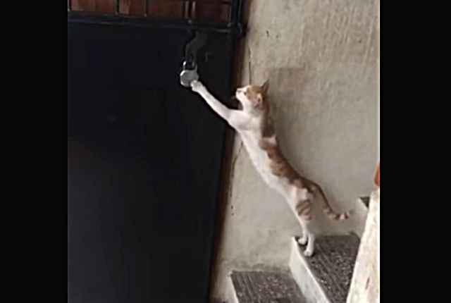 kennyacat2