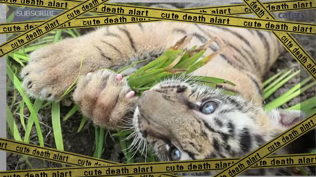 tiger-f_e-frame