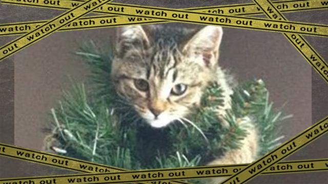 treecat [www-frame