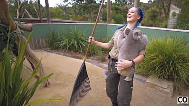 koala2