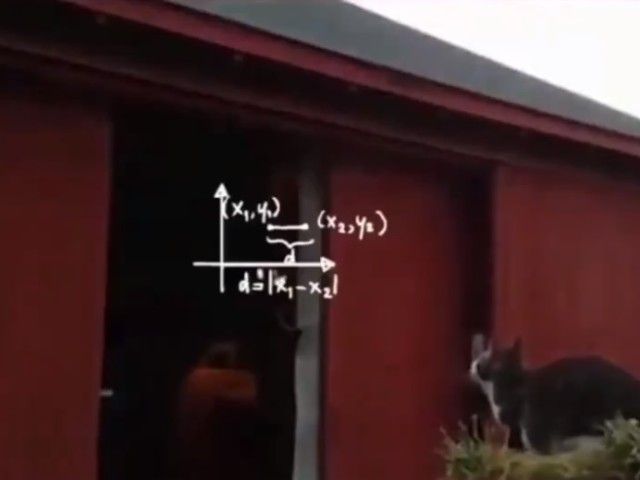 catfailjump8_e