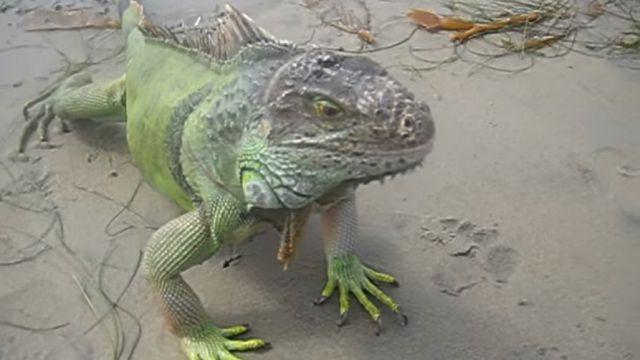 iguanabeach4