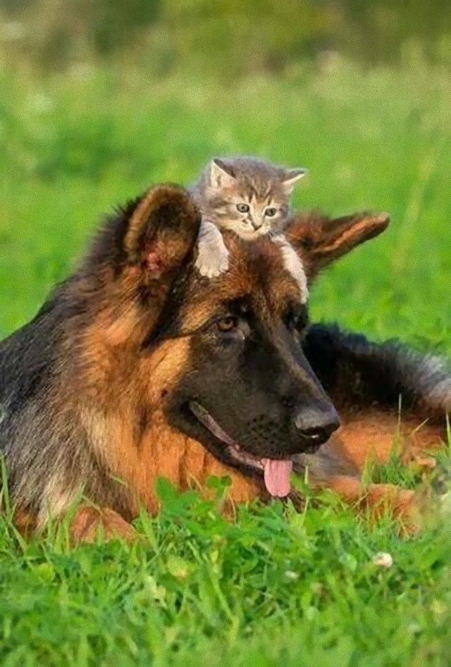 catndogcute15_e
