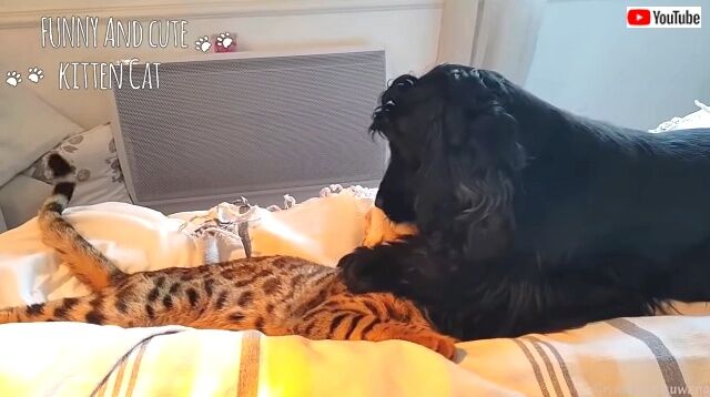 cutedogsncats5_640