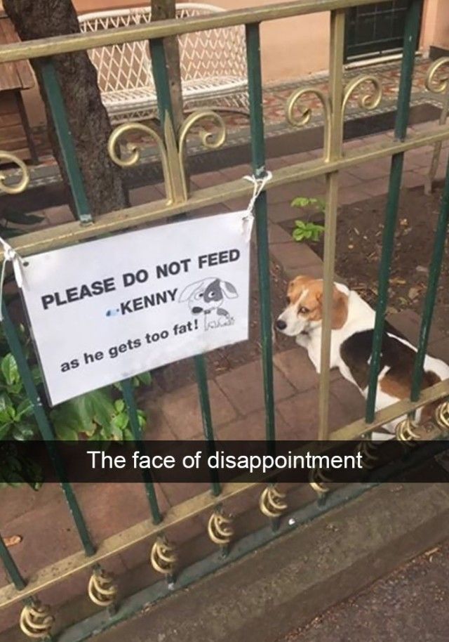 hilarious-dog-snapchats18_e