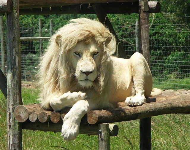 white_lion_e