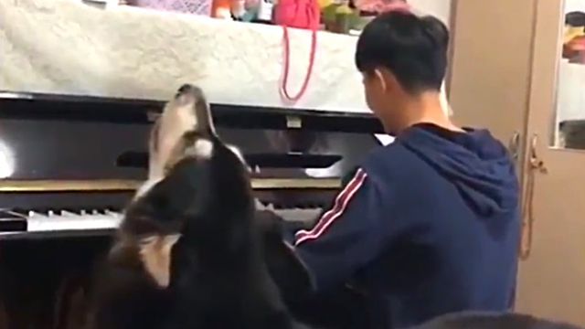 malamutesinging0