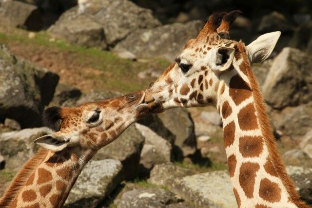 cute-kissing-animals-love-22__880_e