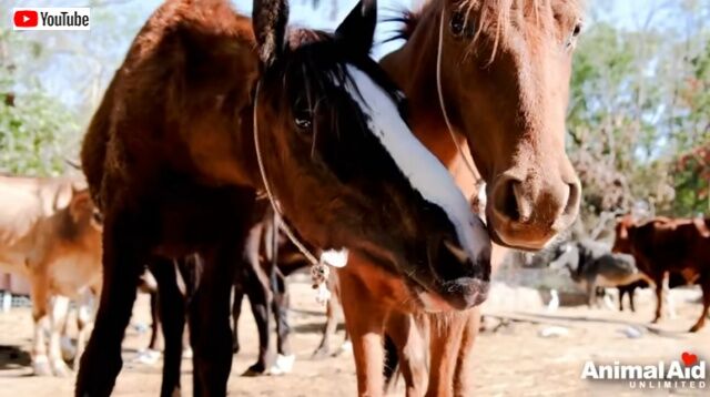 「親友を助けて！」瀕死の友だちが搬送される救急車の後を追いかけた馬、そこで盲目のソウルメイトに出会う