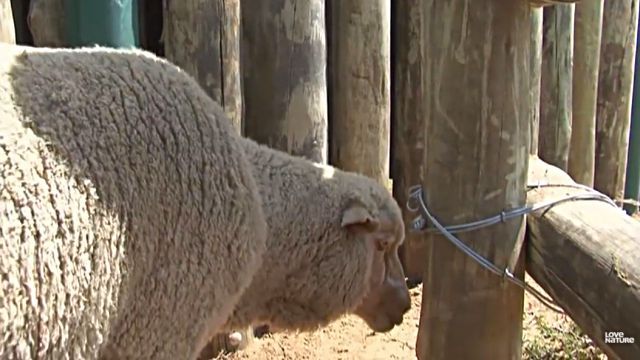 sheepnelephant4