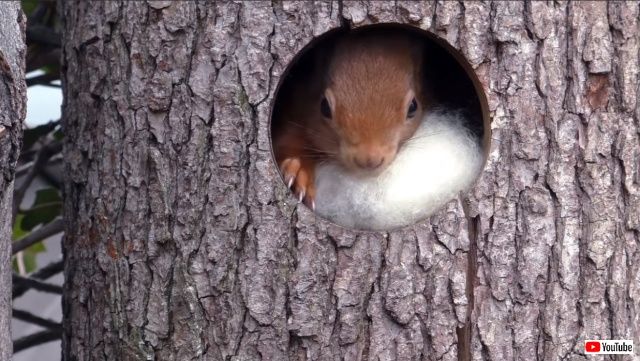 ウール100％のふわふわお布団だよ！大都会の片隅で快適な巣作りに励むリス