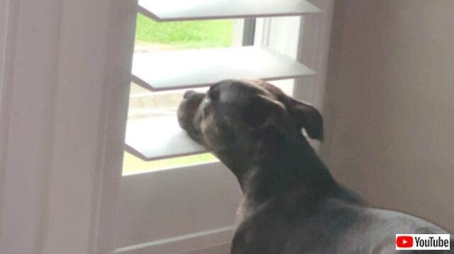 「雨の日なんて大嫌い！」と窓から外を眺めてがっかりする愛犬。その様子が愛おしくてたまらない