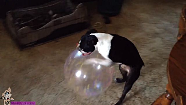 funnydog7
