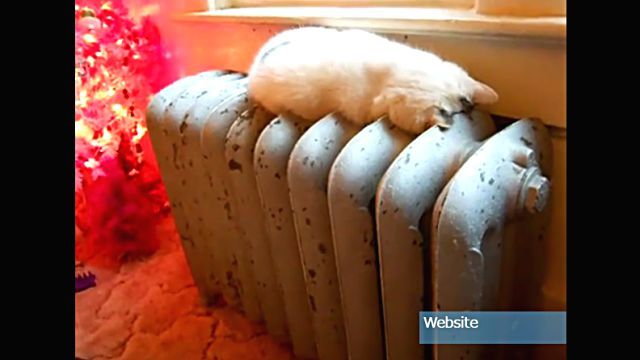 sleepingcat2
