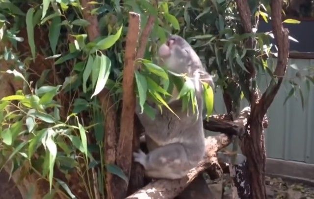 funniestkoala1_e