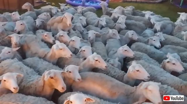 sheep7_batch