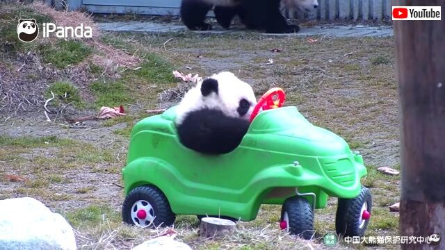 drivingpanda1_640