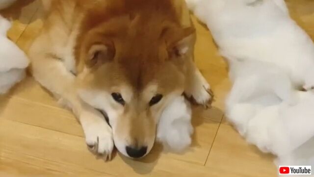 dogatesofa2_640