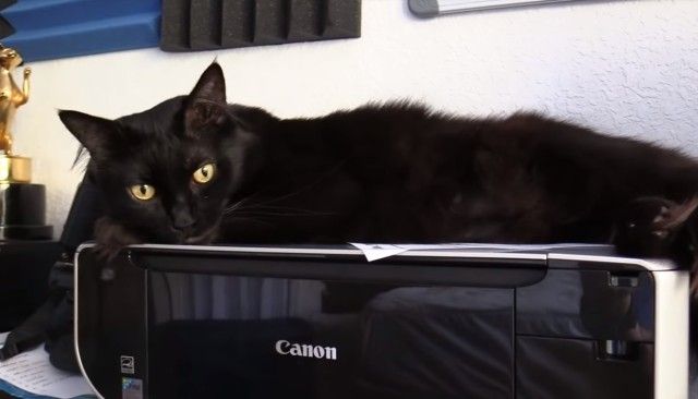 copycat8_e