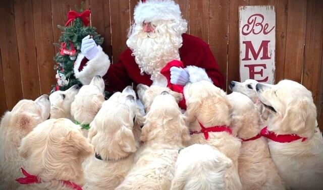 xmasdoggo1_640