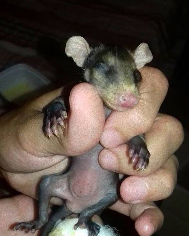 dog-adopts-opossums-baby-orphans-stephanie-maldonado-20_e