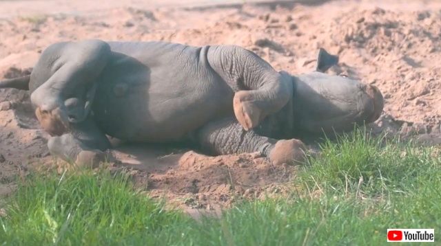 rhinobaby3_640