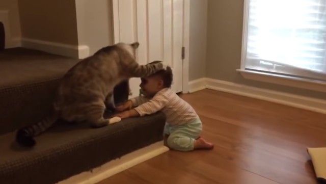 funnyanimalsnkids4_e