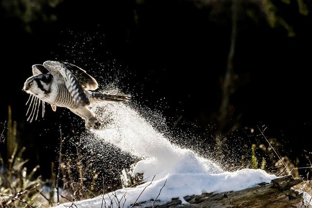 owl-photography-4__880_e