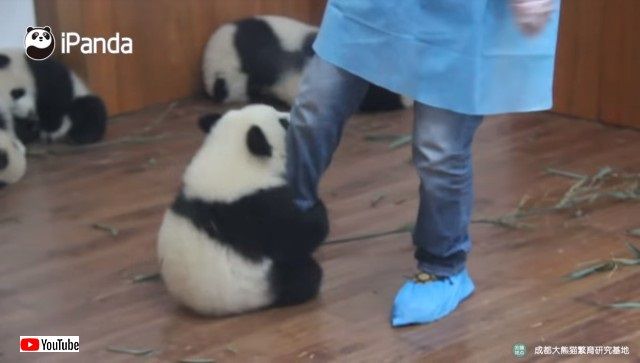 pandacubs1_e