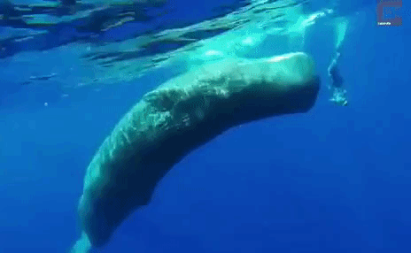 whalespins