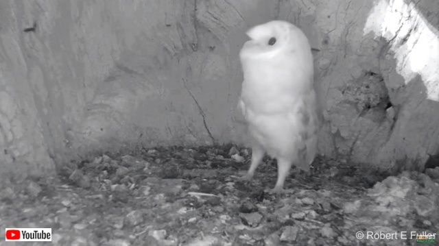 barnowlbaby3_640