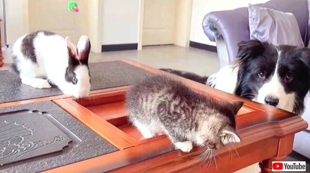 dogbunnykitten4_640