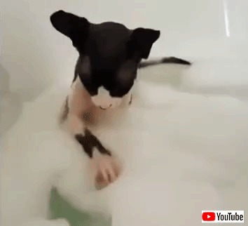 cutebabieanimals4