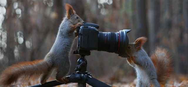 squirrel-photography-russia-vadim-trunov-13_e