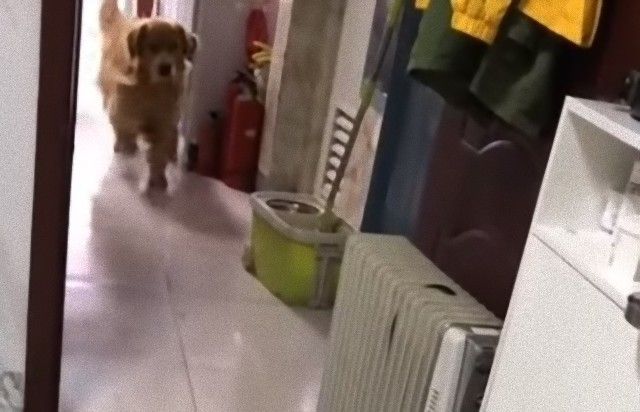catngolden5_e