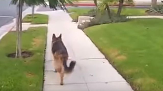 walkingdog2