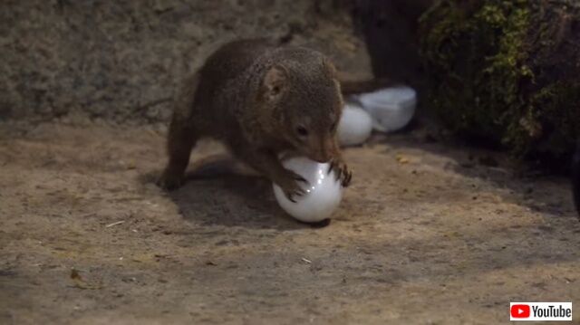 さすがヘビと戦えるだけのことはある コビトマングースの見事な卵の割りっぷり ただしプラスチック製 マランダー