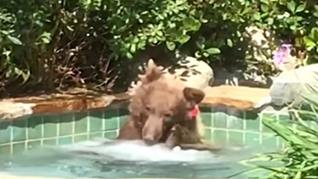bearinbath3