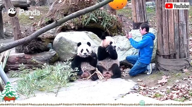 snowpanda7_640