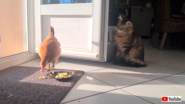 kittenbschicken3_640