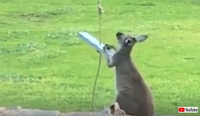 kangaroo1_640
